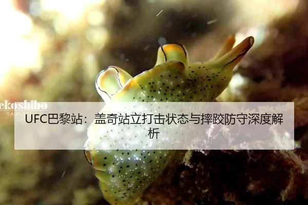 UFC巴黎站：盖奇站立打击状态与摔跤防守深度解析